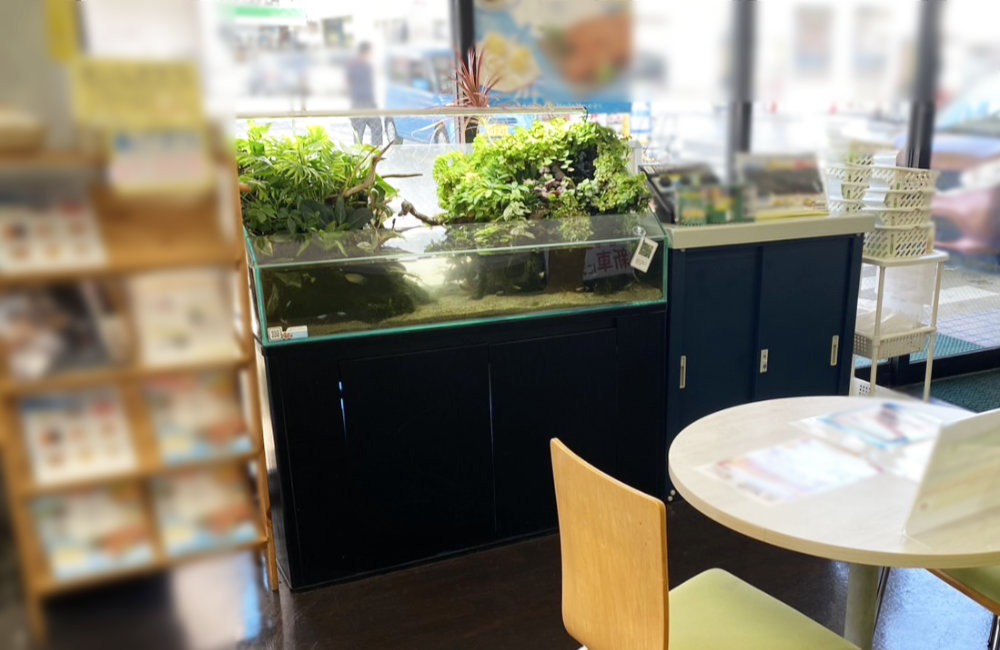 静岡県富士市　店舗様の90cmアクアテラリウム水槽！水槽レンタル事例｜その後の様子