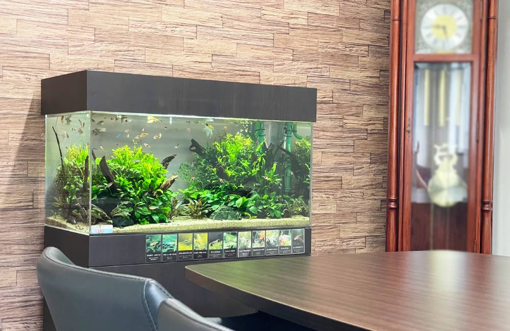 一宮市　企業様の応接室に設置した90cm淡水魚水槽！4年目の様子｜水槽レンタル事例