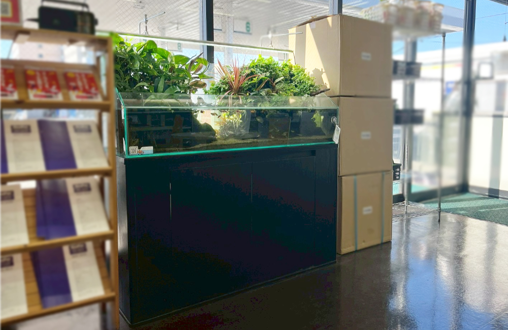 静岡県富士市　店舗を彩る植物の癒し！90cmアクアテラリウム水槽レンタル事例