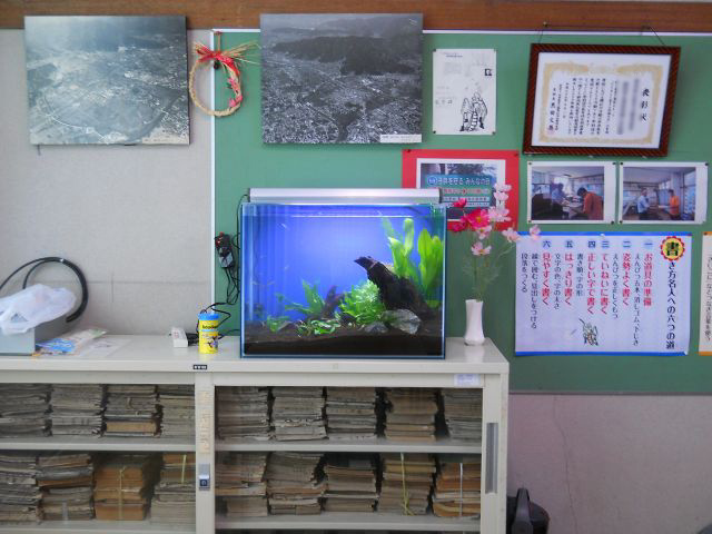 校長室様　子供たちが魚の世話を手伝ってくれます