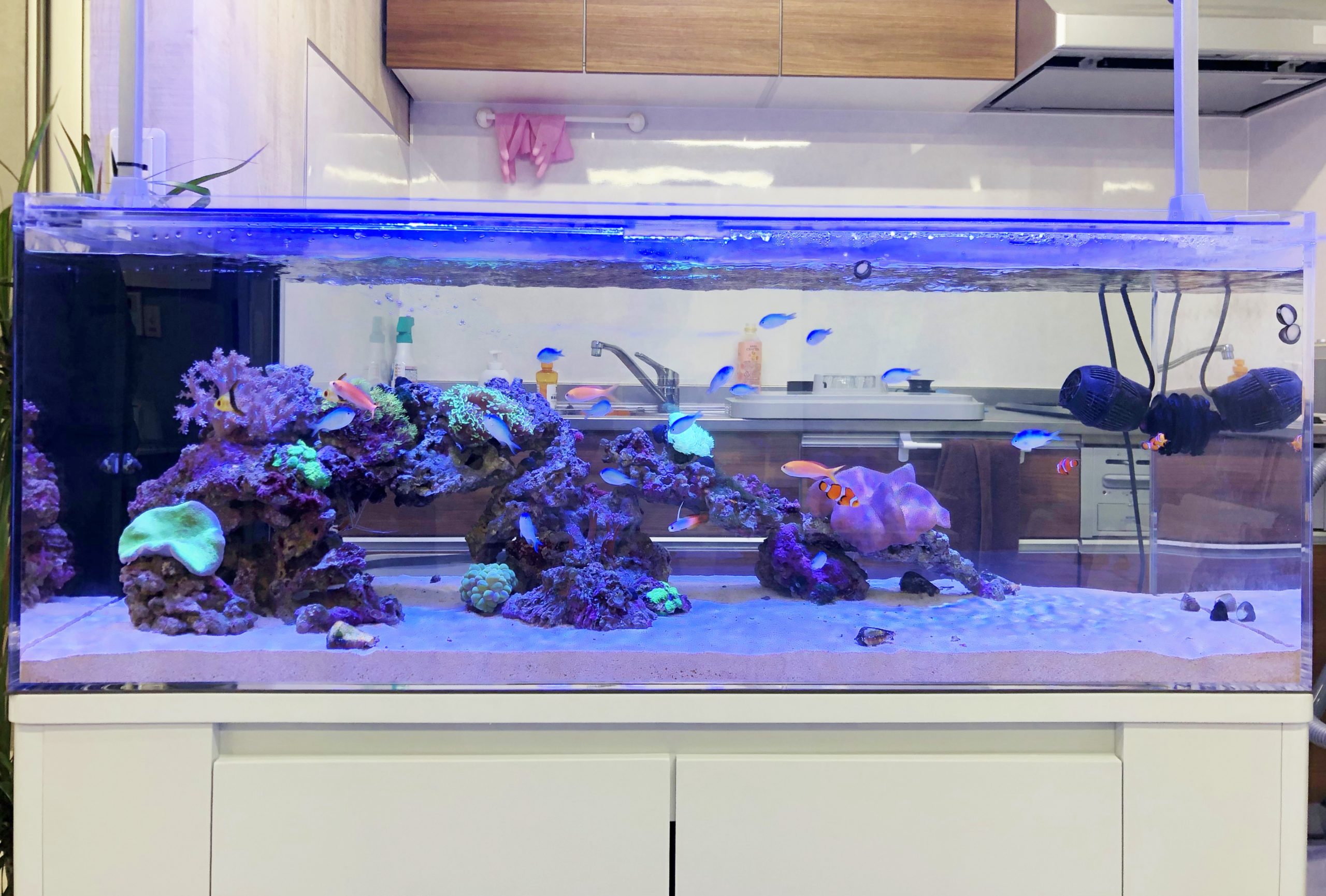 事例】オフィス事務所 120cm海水魚サンゴ水槽｜名古屋アクアガーデン